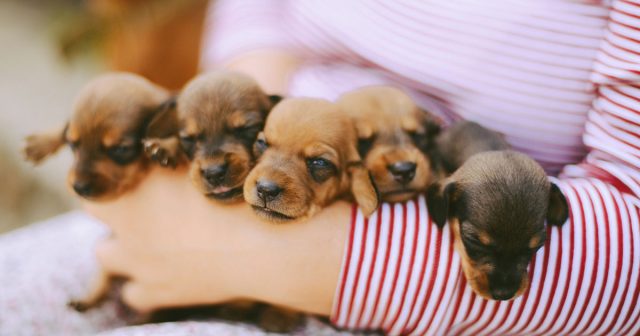Buyer Tips on Puppy Purchases