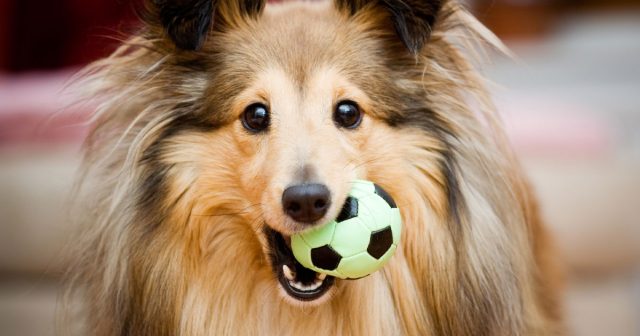 7 Fun Products to Treat Your Pup